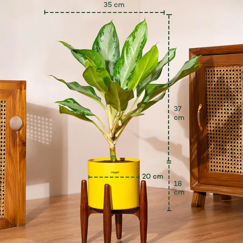 Kyari Calathea Plant With Metal Self Watering Pot (Blue) - 2 Feet media 5