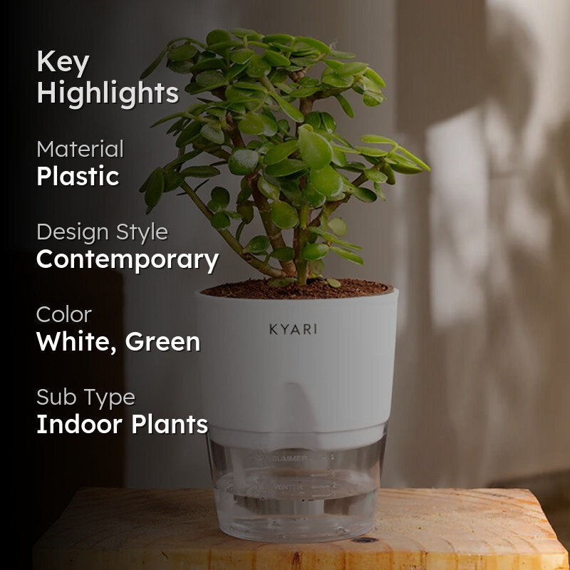 Kyari Lucky Jade Plant With Self Watering Pot - White media 2