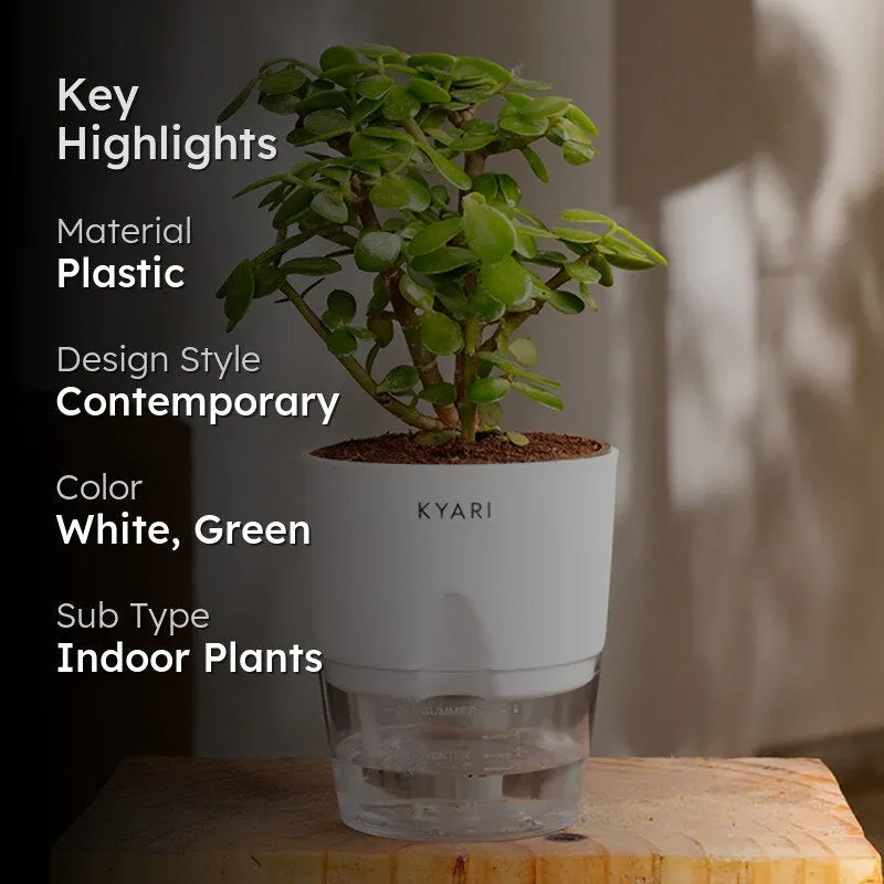 Kyari Lucky Jade Plant With Self Watering Pot - White media 2