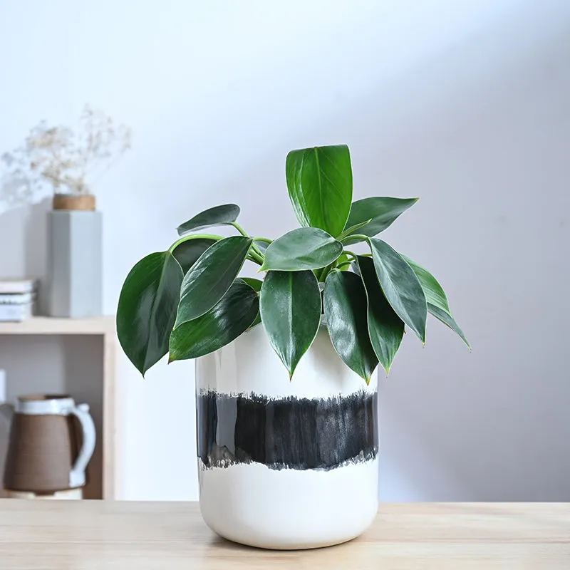 Ugaoo Meadow Mate Ceramic Planter - Black media 2