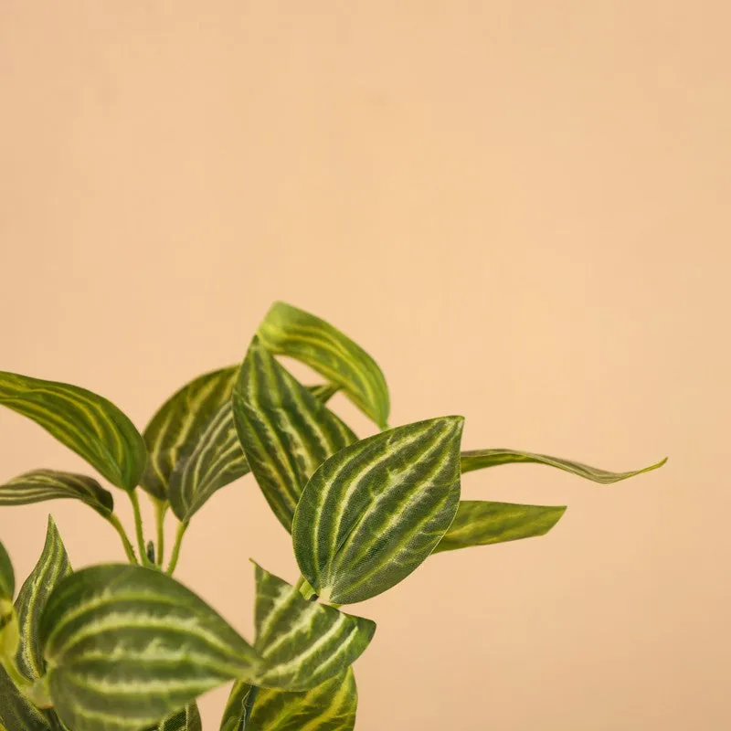 Artificial Fittonia Plant With Black Plastic Pot (0.8 Ft) - Set Of Two media 6