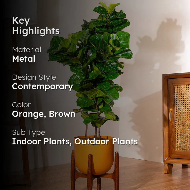 Kyari Bambino Plant With Metal Self Watering Pot (Orange) - 2.4 Feet media 2