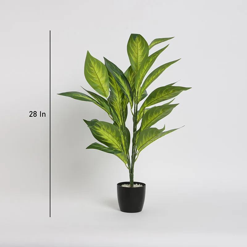 Faux Petra Corton Plant With Black Plastic Pot - 2.2 Feet media 6