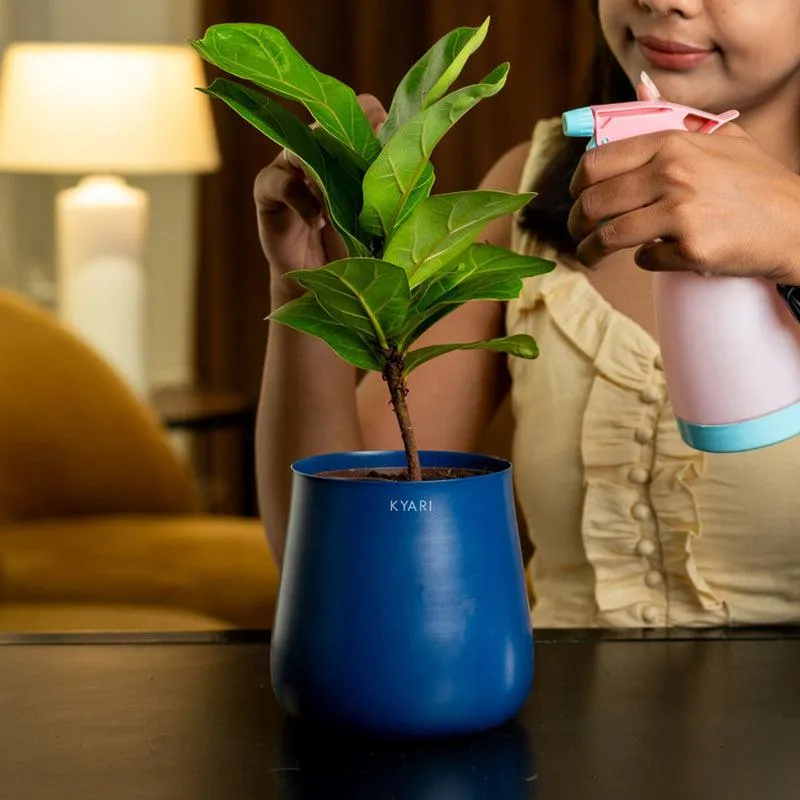 Kyari Fiddle Fig Plant With Metal Self Watering Pot - Blue media 4