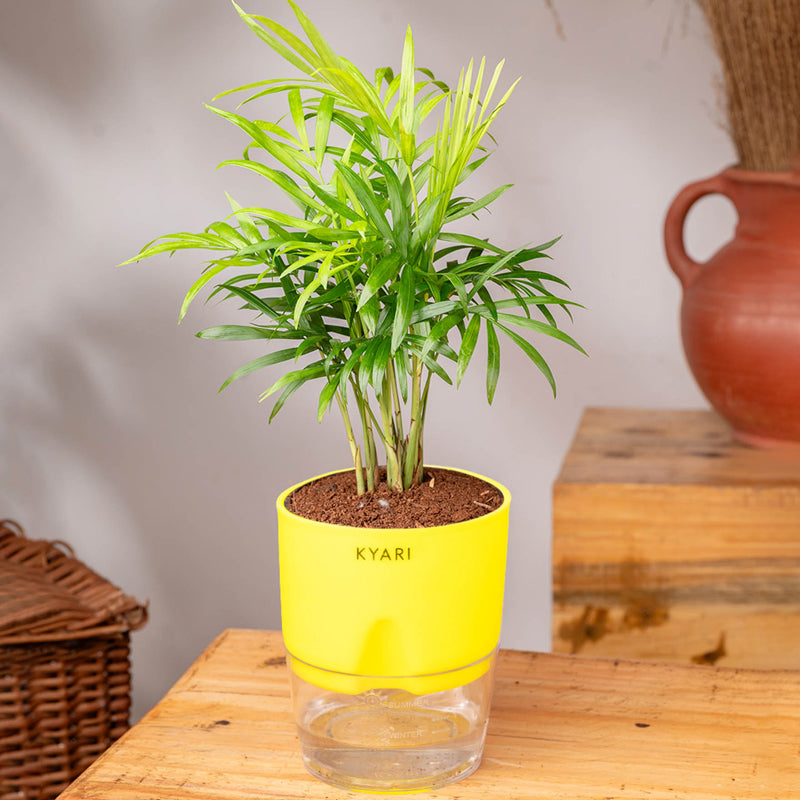 Kyari Chamaedorea elegans With Self Watering Pot - Yellow media 3