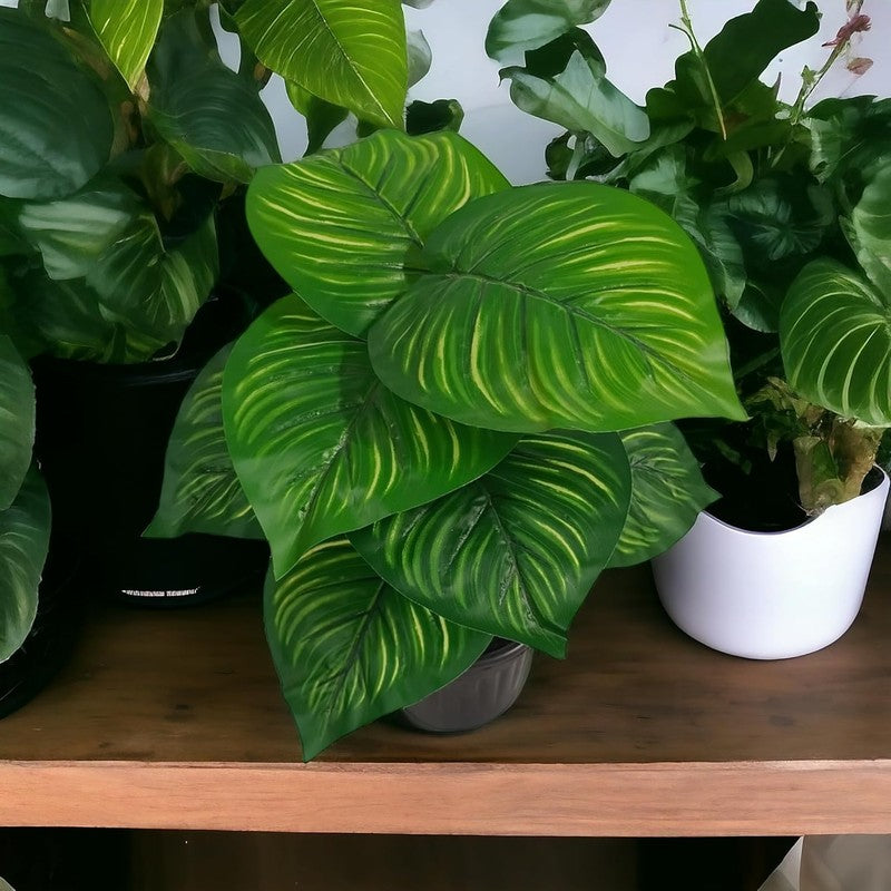 Boty Artificial Calathea Plant With Black Plastic Pot - 1.5 Feet media 9