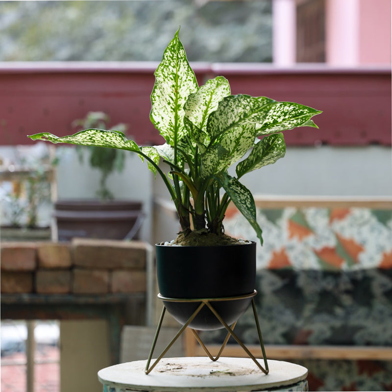 Nuksa Zig Zag Planter - Black media 2