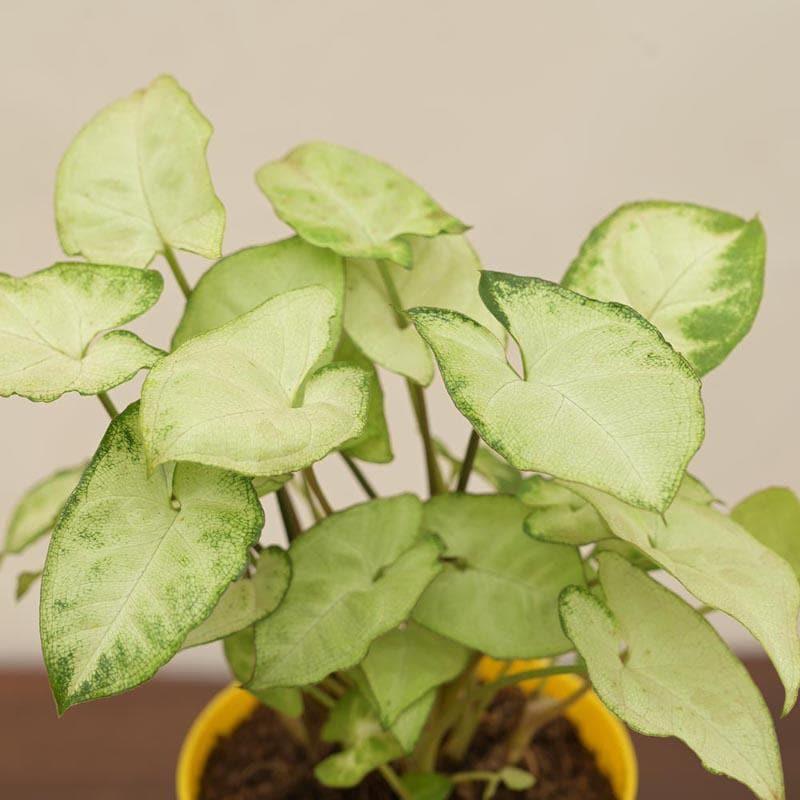 Ugaoo Money, Syngonium Mini Indoor Plants With Pot - Set Of Two media 5