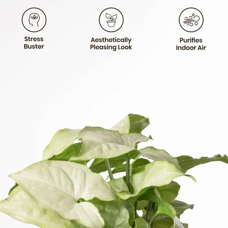 Kyari Syngonium Pixie Plant With Self Watering Pot (Yellow) - 18 cm media 4