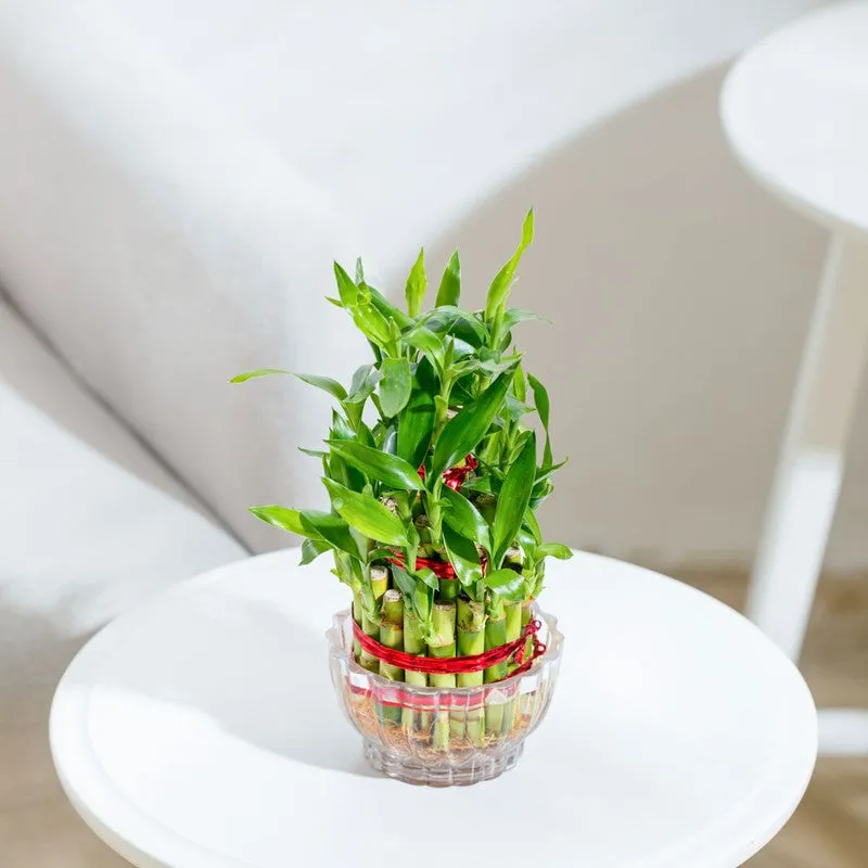 Ugaoo Lucky Bamboo Plant - 3 Layer media 3