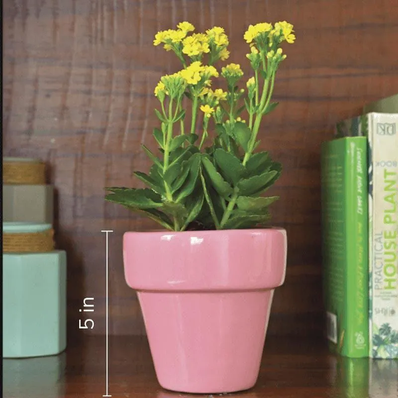 Ugaoo The Dream Ceramic Pot (13 CM) - Magenta media 5