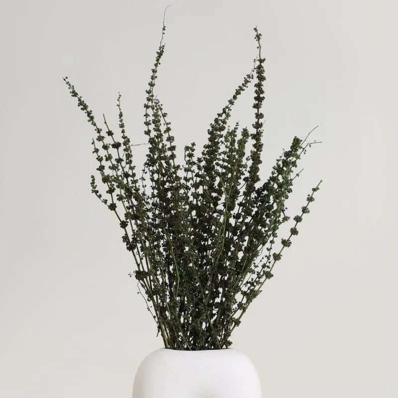 Plato Dried Palm Millet Grass Bunch - Green media 1