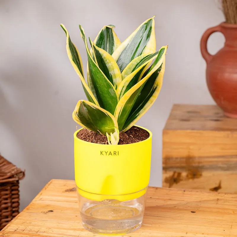 Kyari Golden Hahnii Snake Plant With Self Watering Pot (Green) - 18 cm media 3