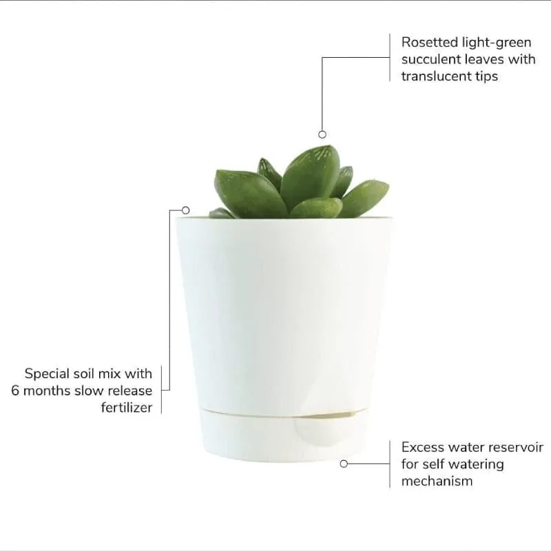 Ugaoo Succulent Plants Live With Pot - Set Of Four media 3
