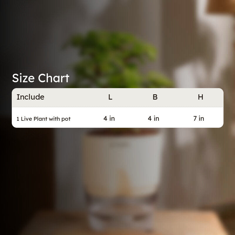 Kyari Jade Plant With Self Watering Pot (Ivory) - 18 cm media 9