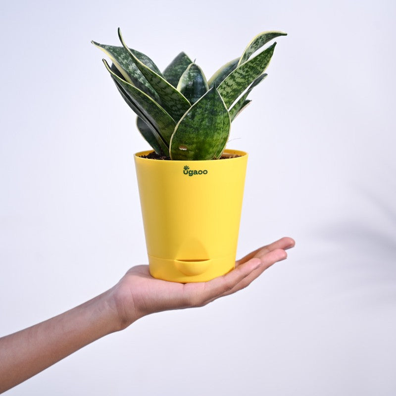 Ugaoo Snake Plant - Golden Hahnii media 5