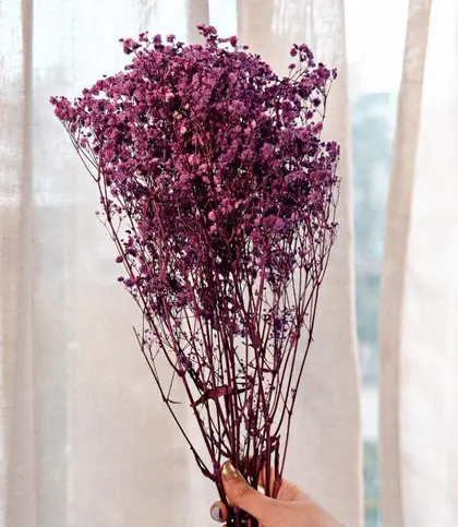 Dried Flowers & Leaves