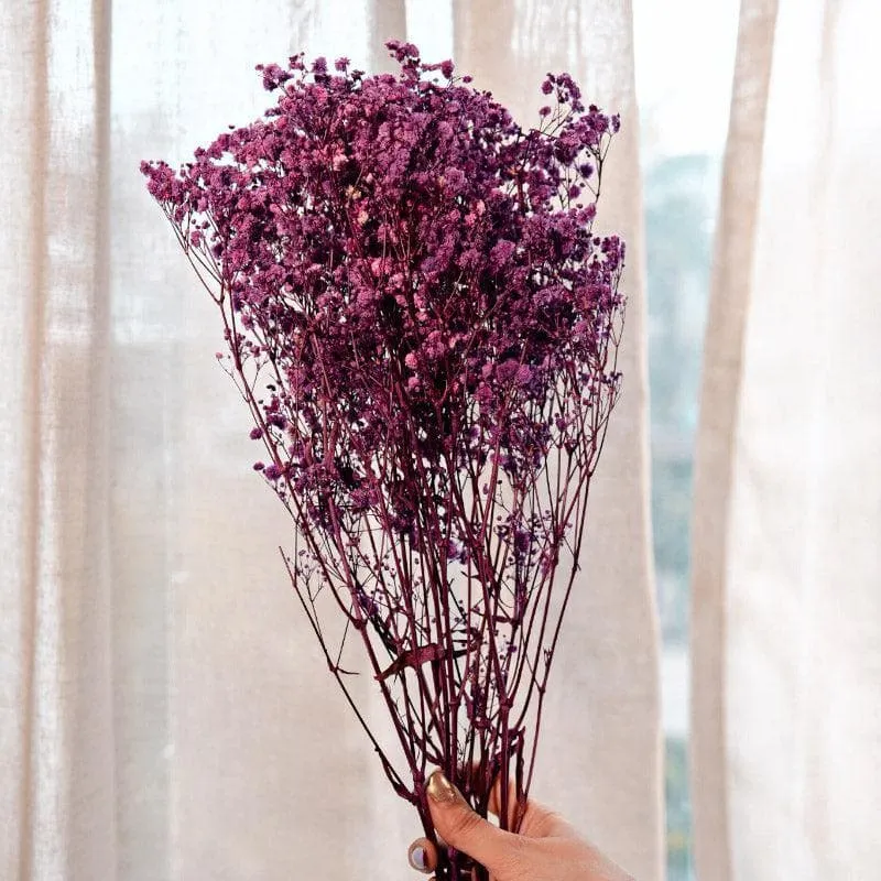 Naturally Dried Baby Breath Gypsophila Stems (Purple) - Set Of Five media 1