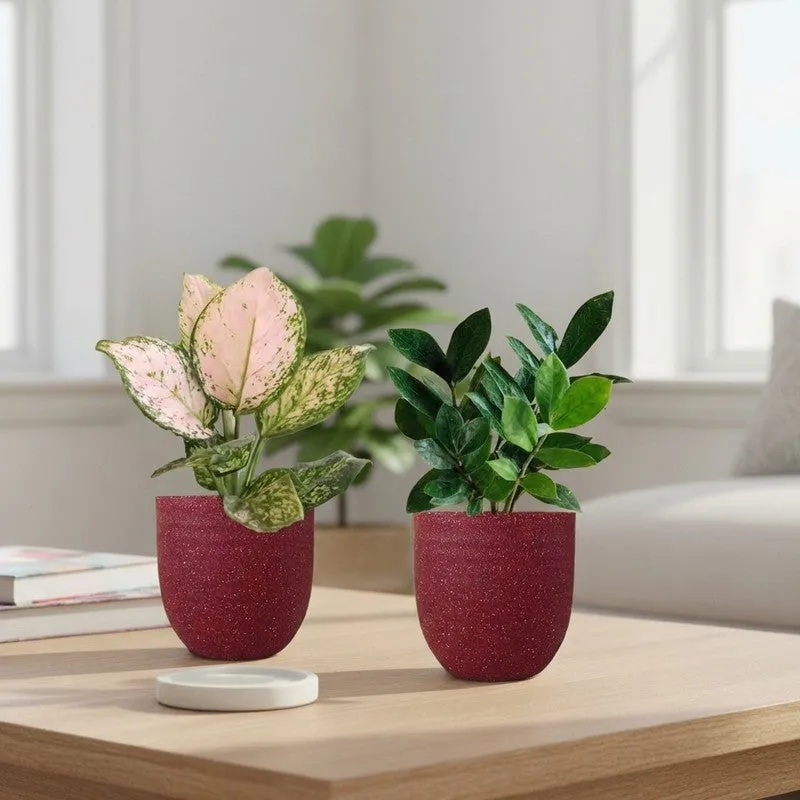 Greenkin ZZ & Aglaonema Wishes Live Plants (Red) - Set Of Two media 1