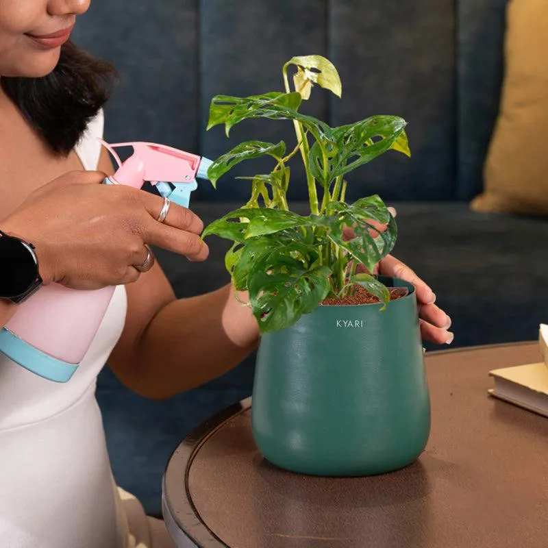Kyari Monstera Adansonii With Metal Self Watering Pot - Green media 4