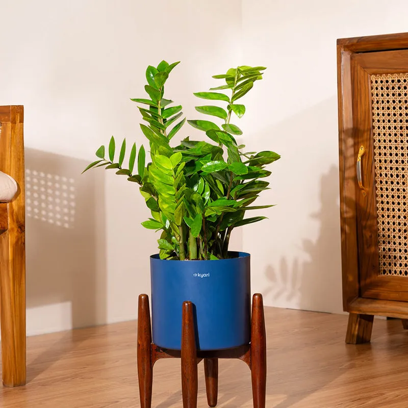Kyari Green ZZ Plant With Metal Self Watering Pot (Blue) - 2 Feet media 1