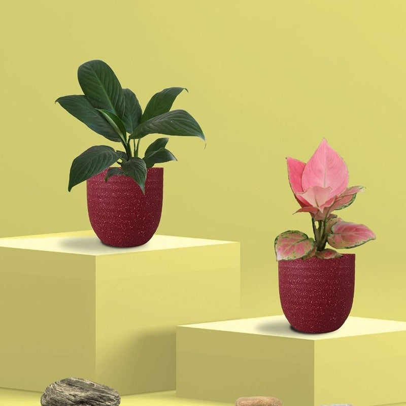 Greenkin Aglaonema & Lily Live Plants (Red) - Set Of Two media 3