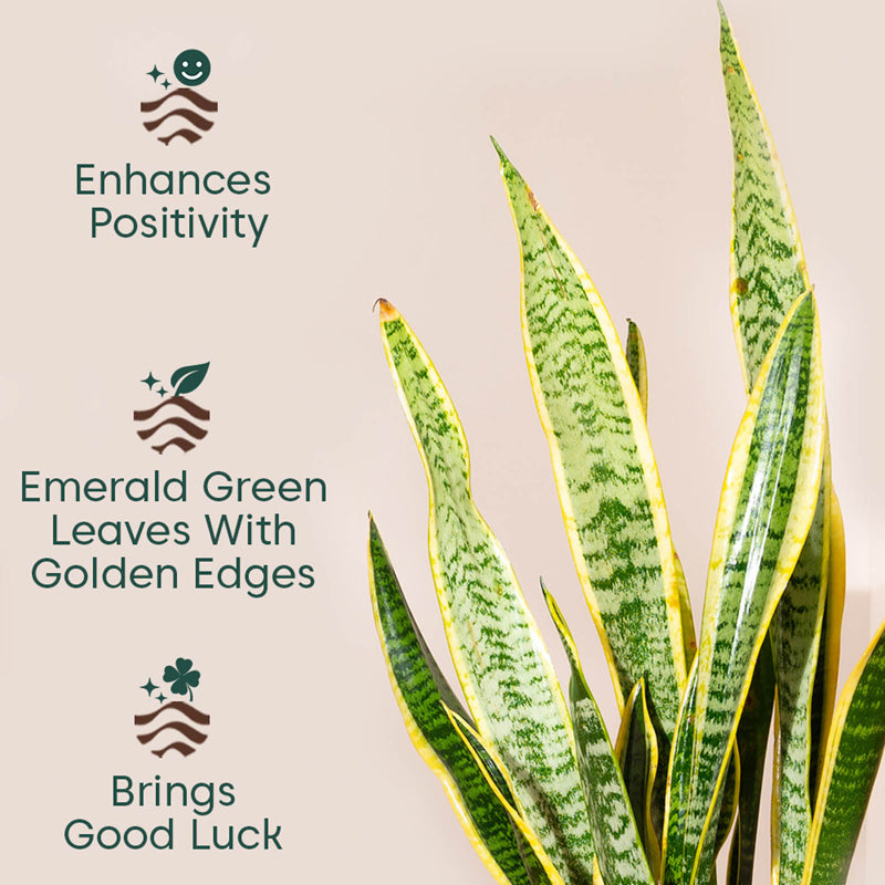 Kyari Sansevieria Zeylanica Golden Snake Plant With Metal Self Watering Pot (Black) - 2.4 Feet media 3