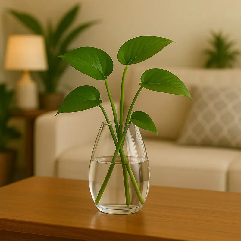 Glaissa I Vase media 6