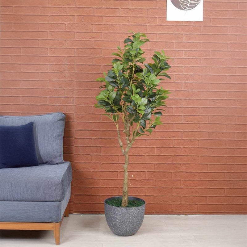 Artificial Peperomia Plant Without Pot - 4.9 Feet media 3