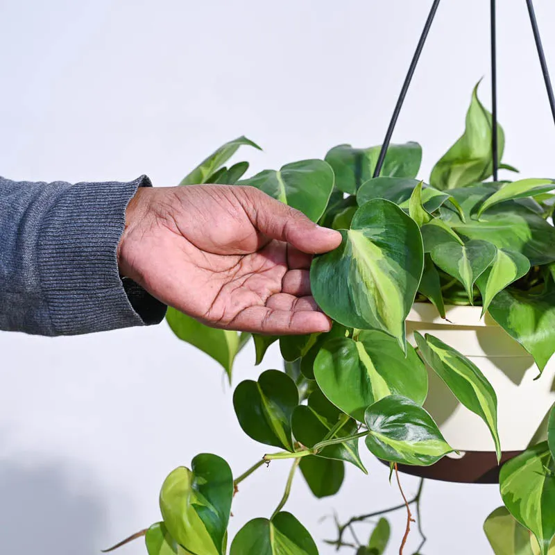 Ugaoo Philodendron Oxycardium Brasil With Hanging Pot media 4