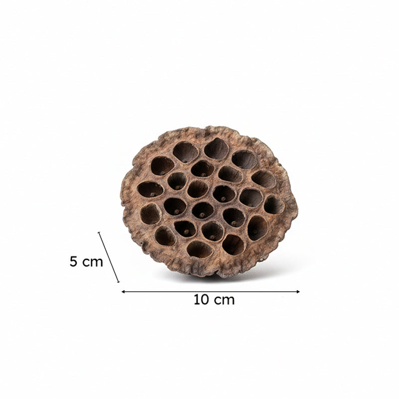 Sitto Dried Lotus Pods - Set Of Ten media 4