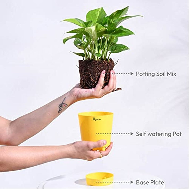 Ugaoo Money Plant Variegated media 6