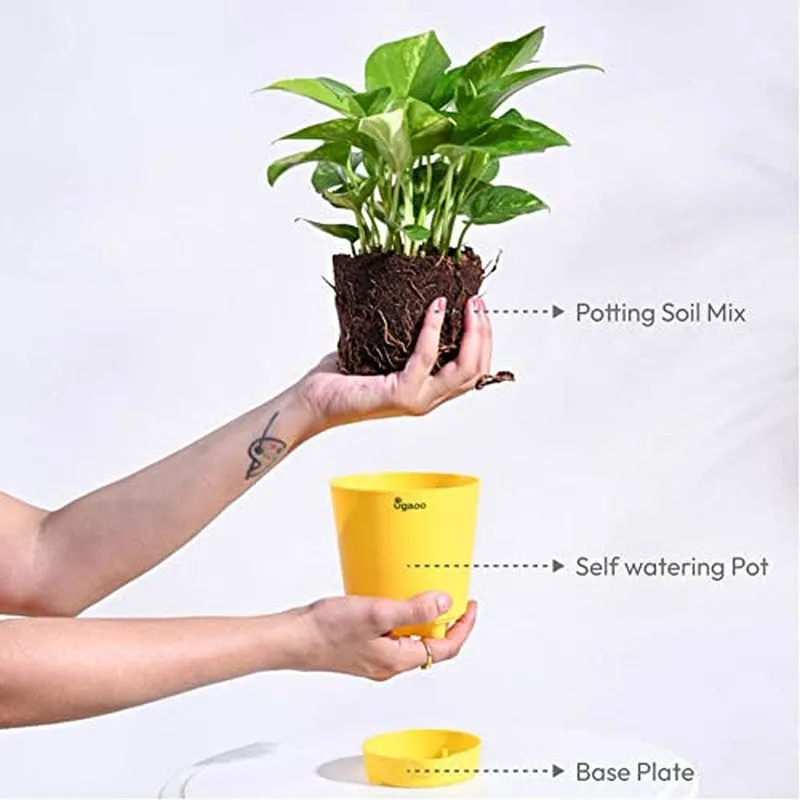 Ugaoo Money Plant Variegated media 6