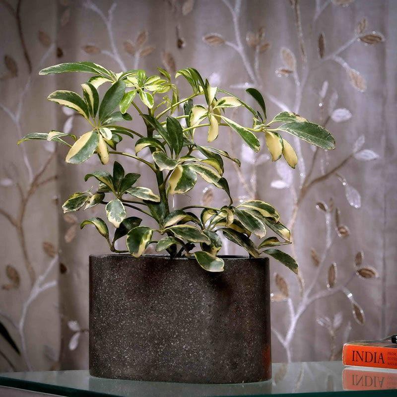 Grey Terrazzo Hand Crafted Marble Planter media 3