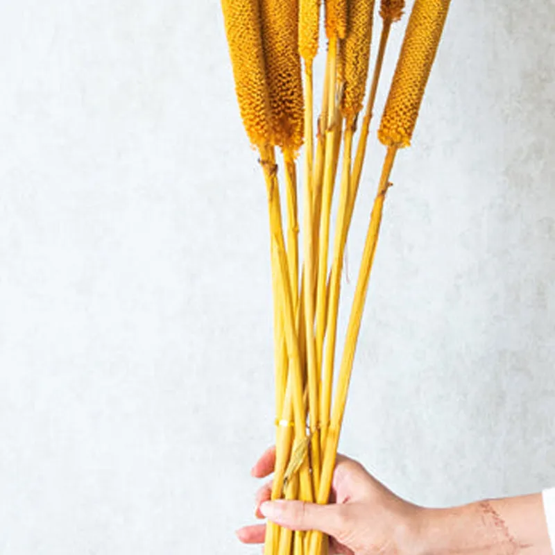 Sival Dried Millet Grass Stick (Yellow) - Set Of Ten media 5
