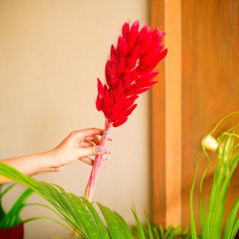 Naturally Dried Bunny Tail Stems (Red) - Set Of Fifty media 3