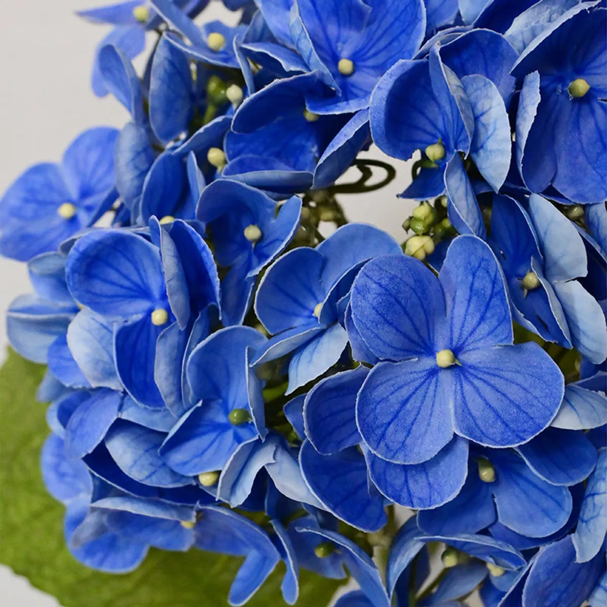 Close-up of layered blue hydrangea petals with small yellow-green centres