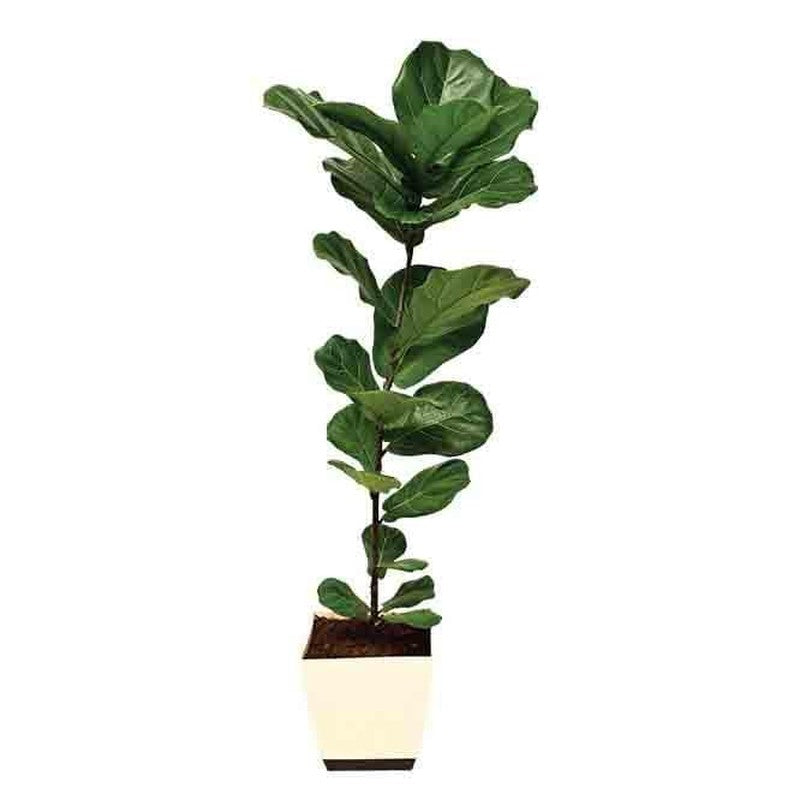 Ugaoo Ficus Lyrata Plant(Fiddle Leaf Fig) - 3.9 ft media 4