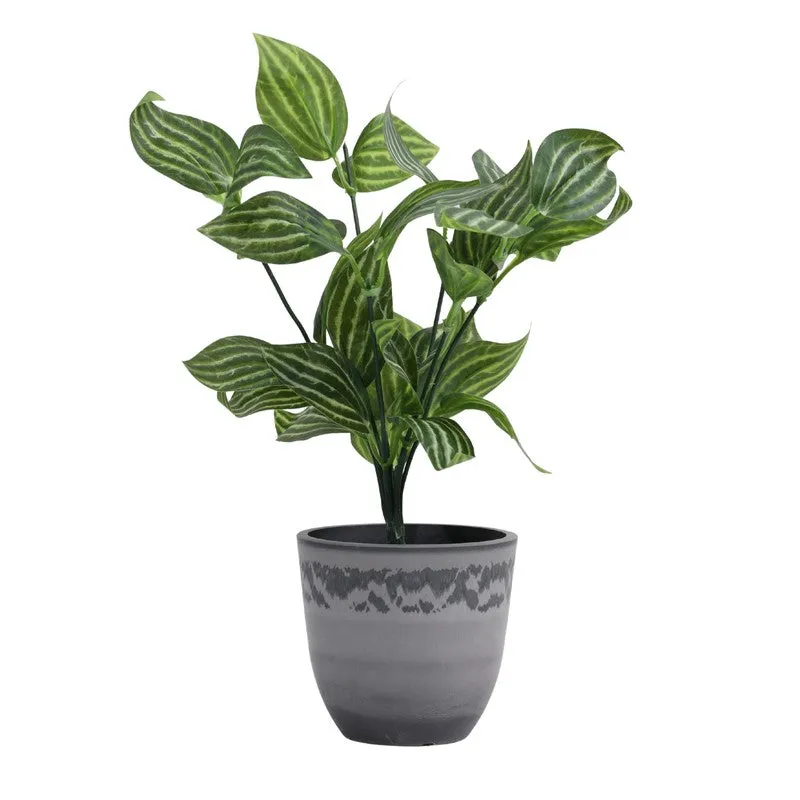 Artificial Fittonia Plant With Black Plastic Pot (0.8 Ft) - Set Of Two media 3