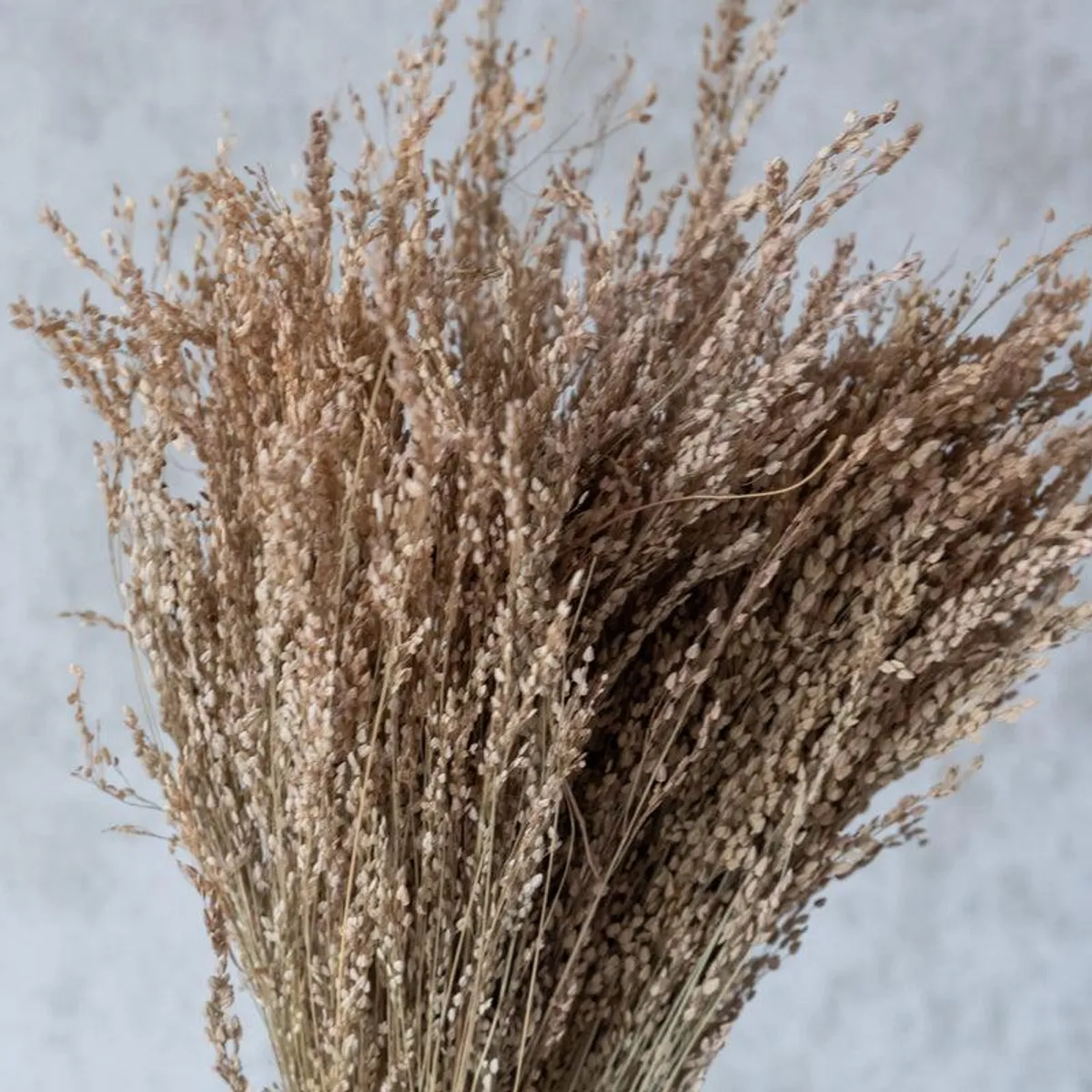 Close-up of the textured seed heads on a brown dried grass bundle