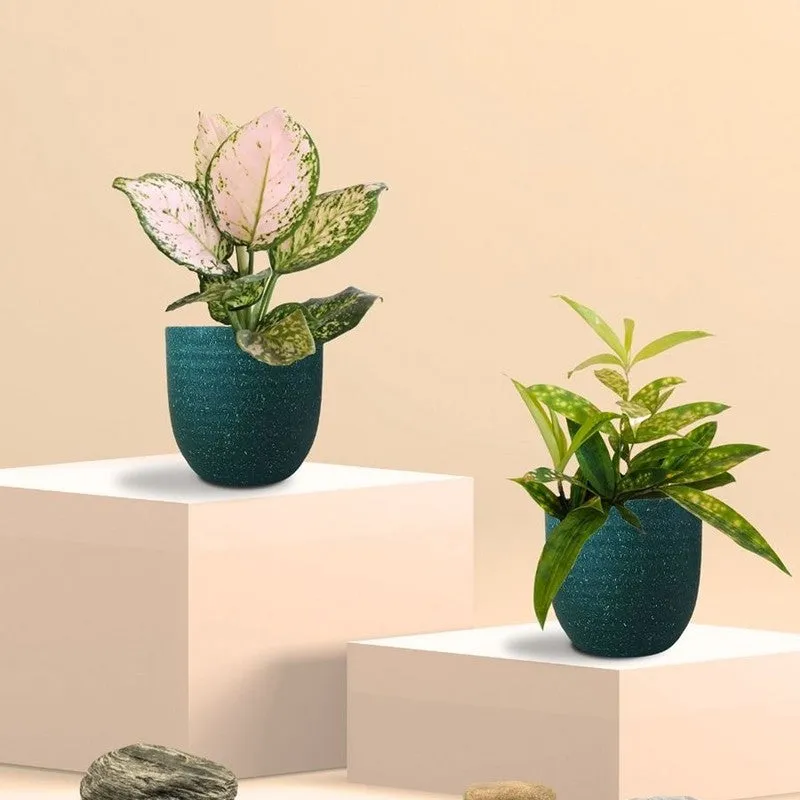 Greenkin Aglaonema Valentine & Bamboo Live Plants (Green) - Set Of Two media 3
