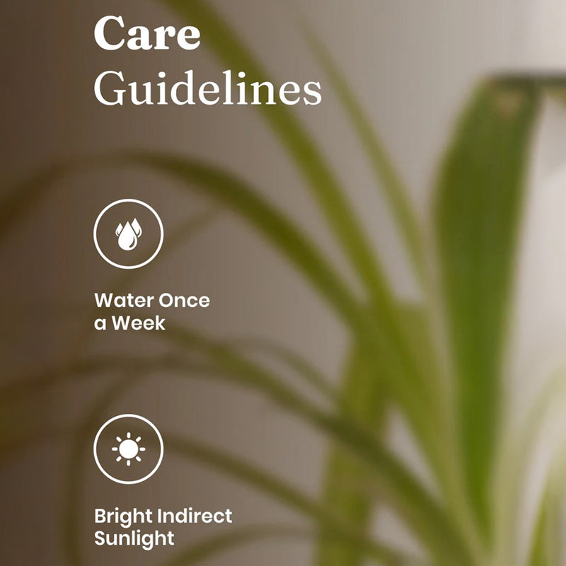 Kyari Spider Plant With Self Watering Pot - Grey media 5