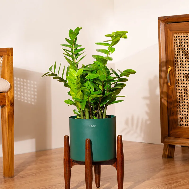 Kyari Green ZZ Plant With Metal Self Watering Pot (Green) - 2 Feet media 1