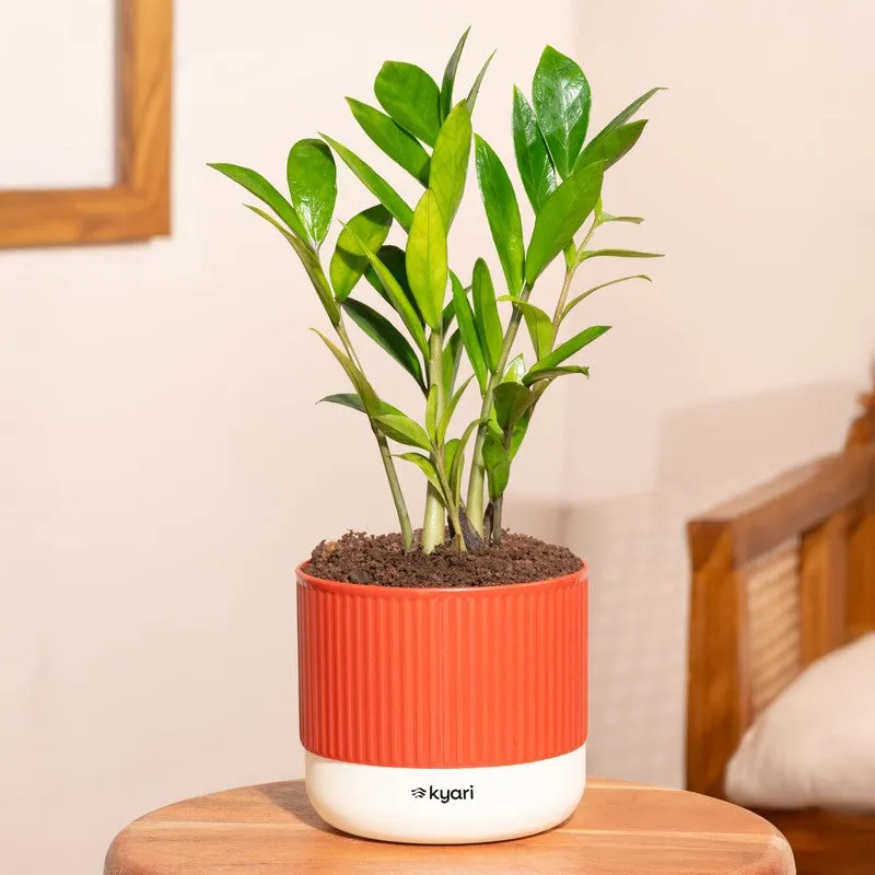 Kyari Zamia Green with Self Watering Pot - Red media 1