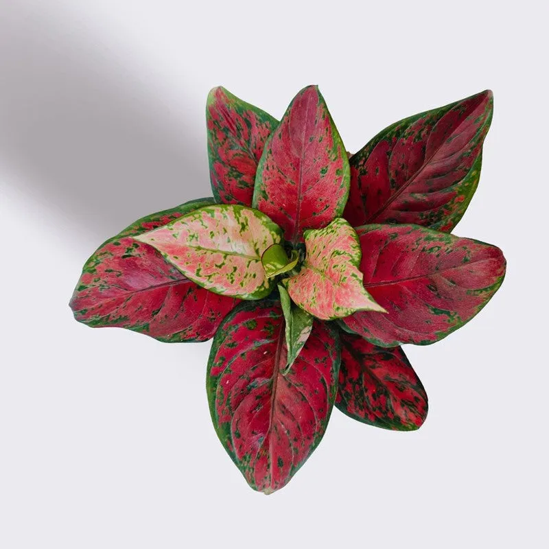 Greenkin Aglaonema Red Beauty Live Plant - Maroon media 5