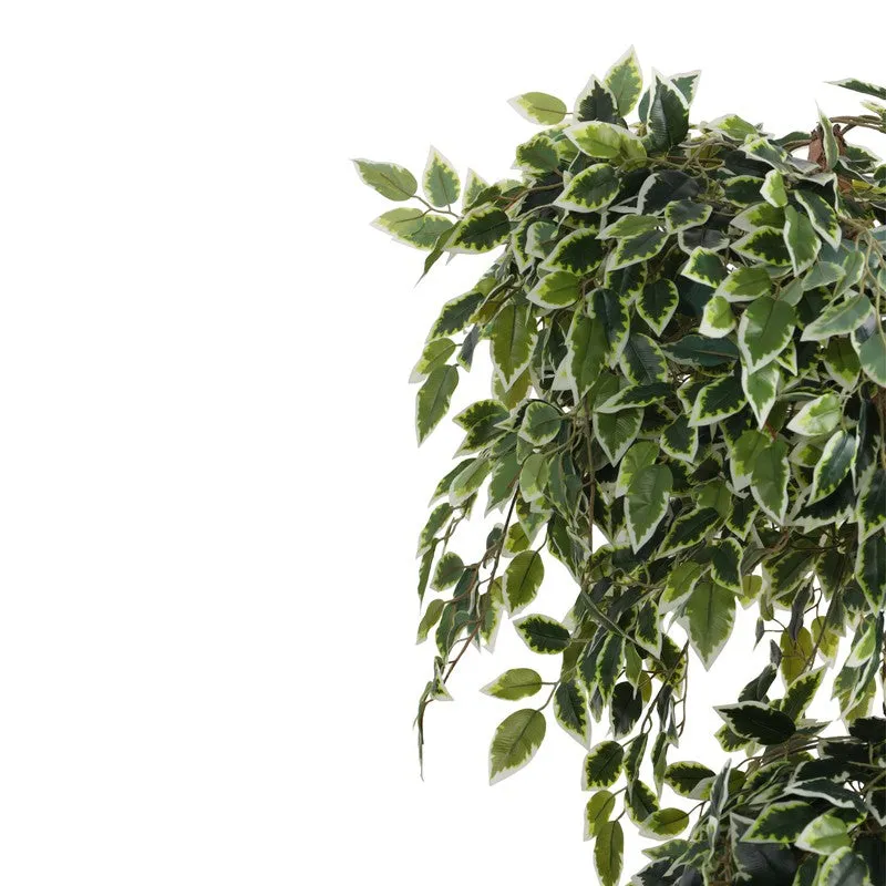 Artificial Variegated Ficus Bonsai With Black Plastic Pot 5.5 ft media 5