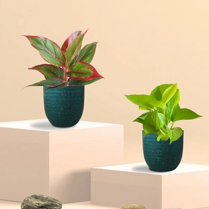 Greenkin Aglaonema & Golden Pothos Live Plants (Green) - Set Of Two media 3