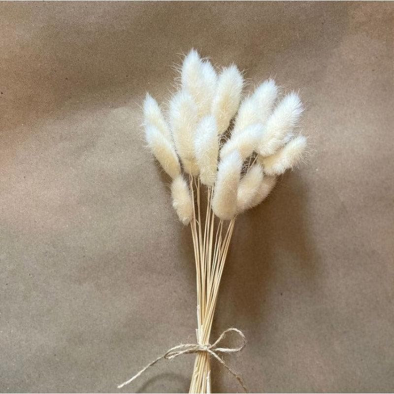 Naturally Dried Bunny Tail Stems (White) - Set Of Thirty media 3