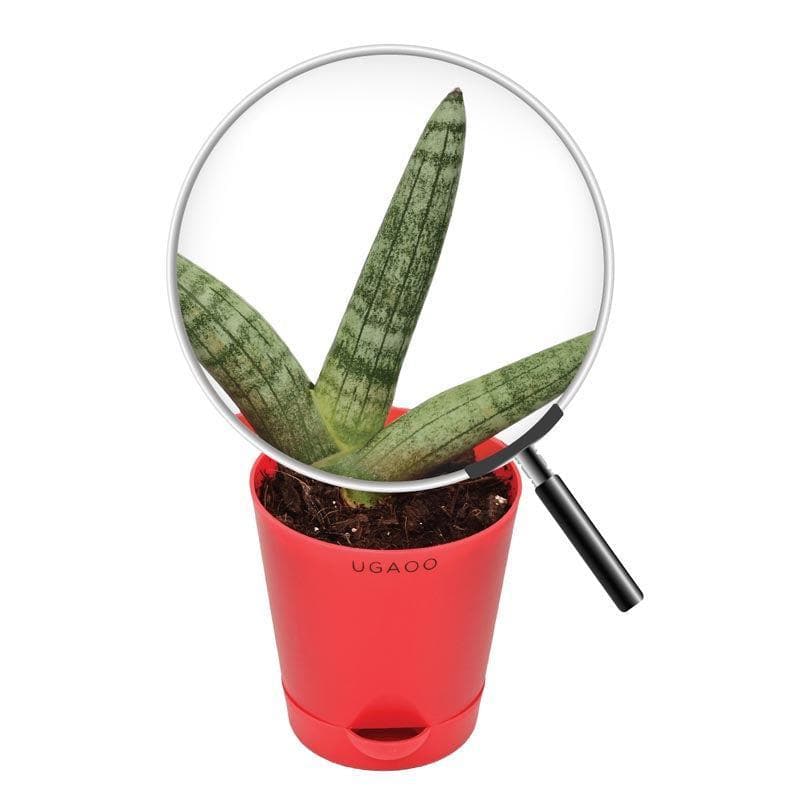 Ugaoo Sansevieria Boncel Plant media 4