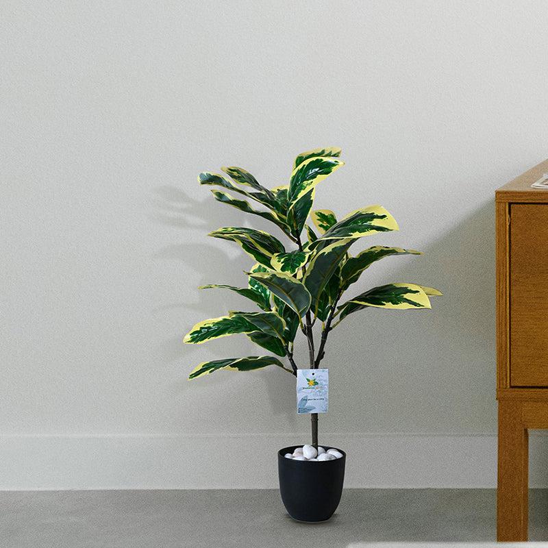 Faux Everlasting Pisonia Alba Plant With Black Plastic Pot - 74 cm (2.4 ft) media 3